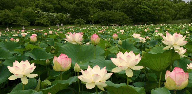長居植物園